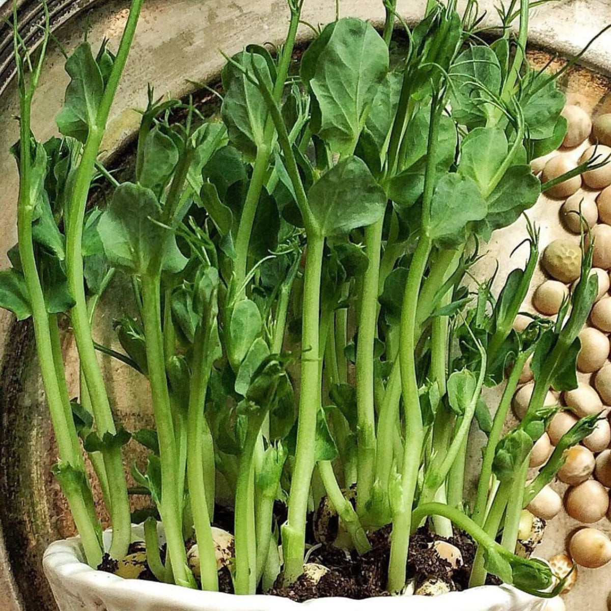 Dun Pea seeds with fresh edible pea shoots