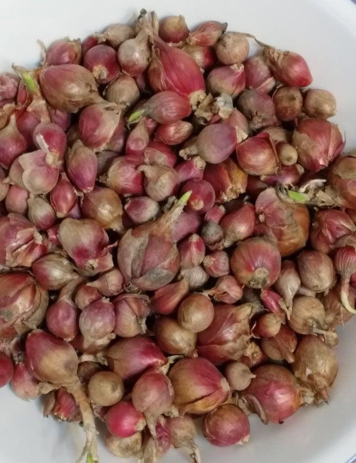 Egyptian Walking Onions
