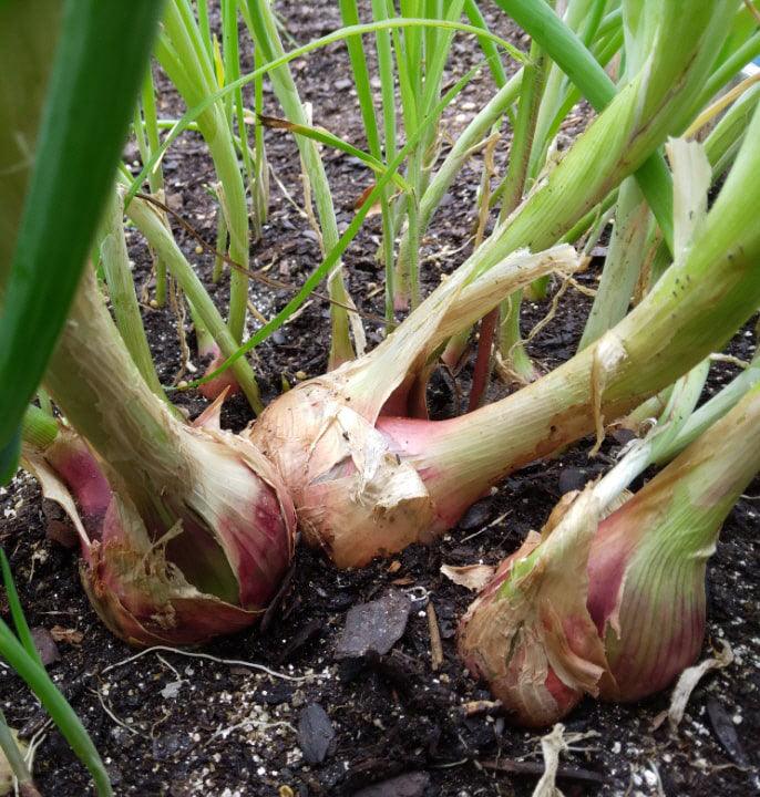 Egyptian Walking Onions mature bulbs