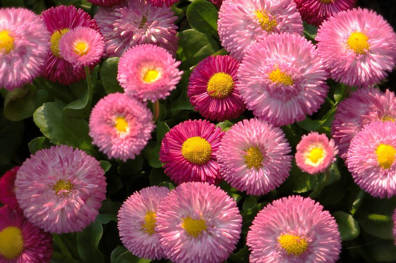 English Daisy - Cheap Seeds, LLC