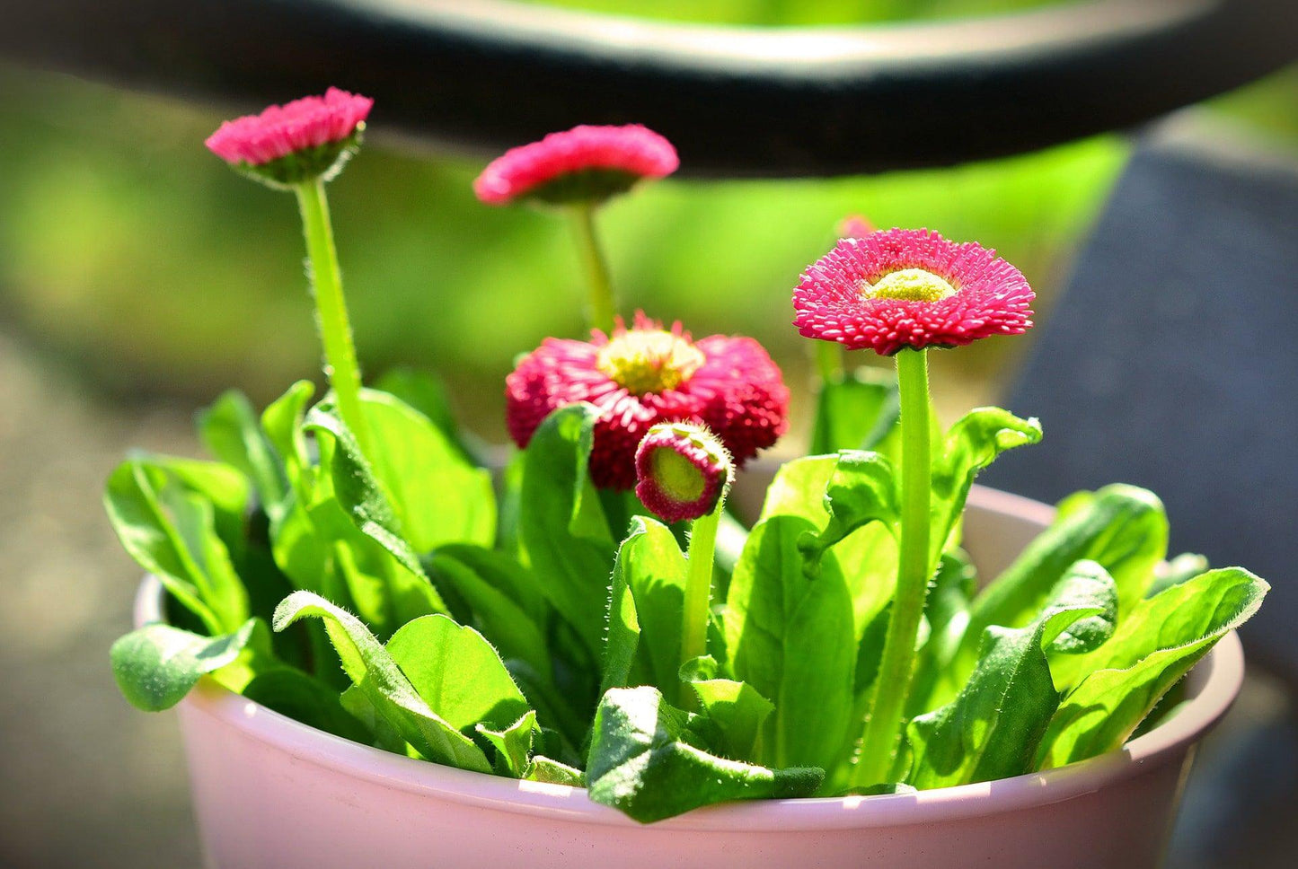 English Daisy - Cheap Seeds, LLC