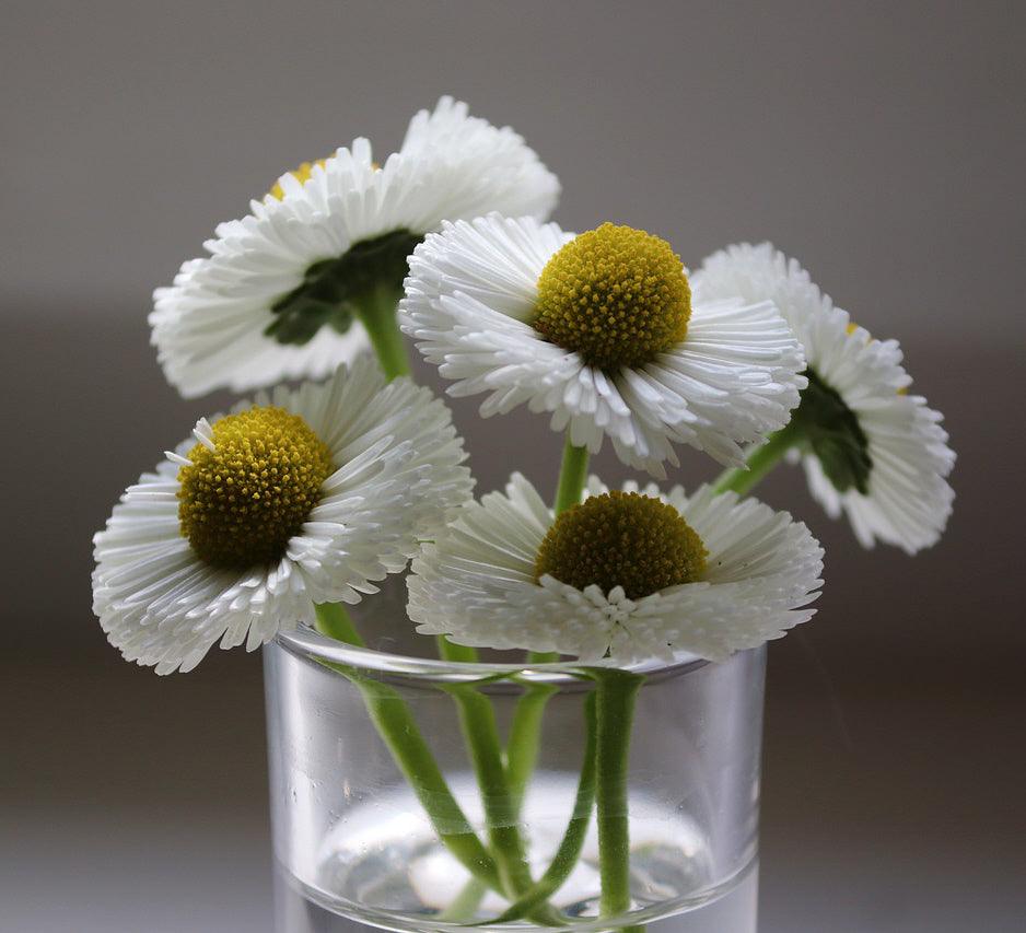 English Daisy - Cheap Seeds, LLC