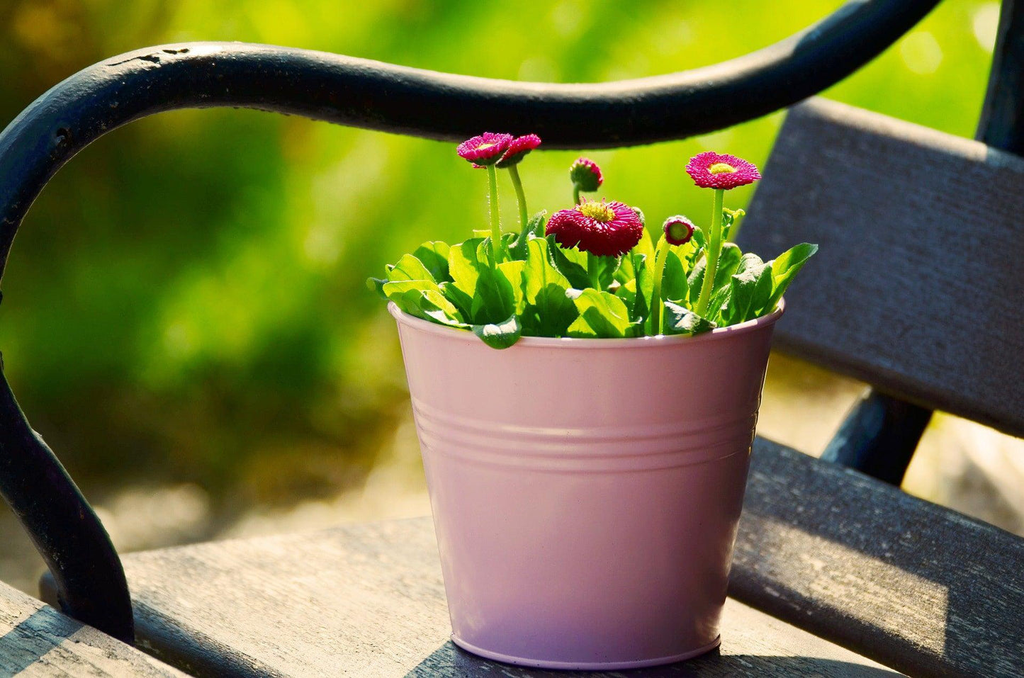 English Daisy - Cheap Seeds, LLC