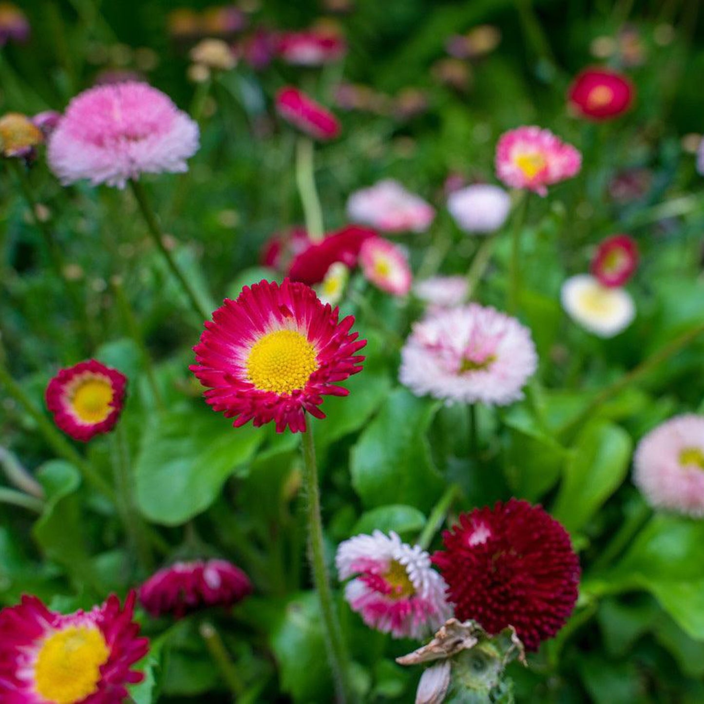 English Daisy