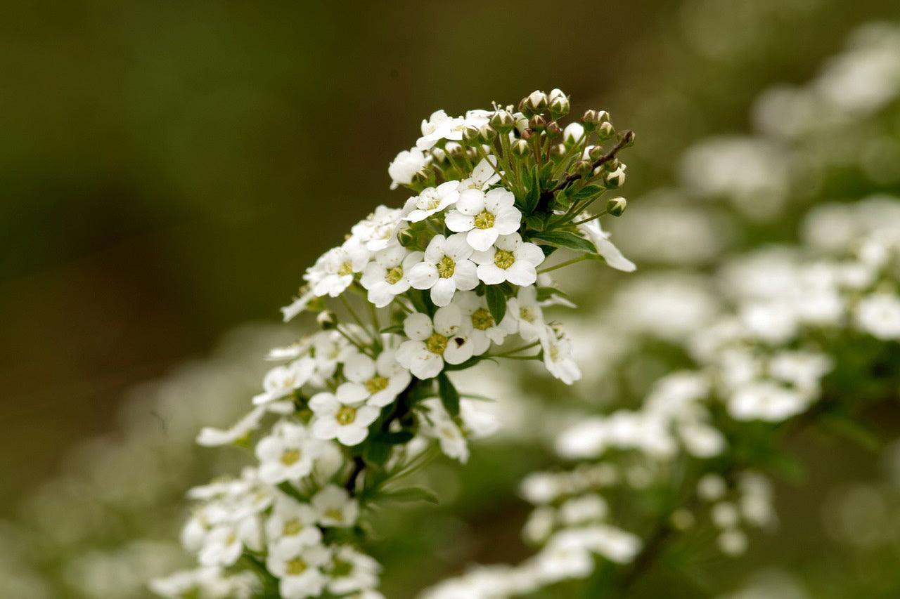 Fragrant Wildflower Mix - Sweet Floral, Carnation, Citrus, Lavender, Lemon and Sweet Perfume Scents - Cheap Seeds, LLC