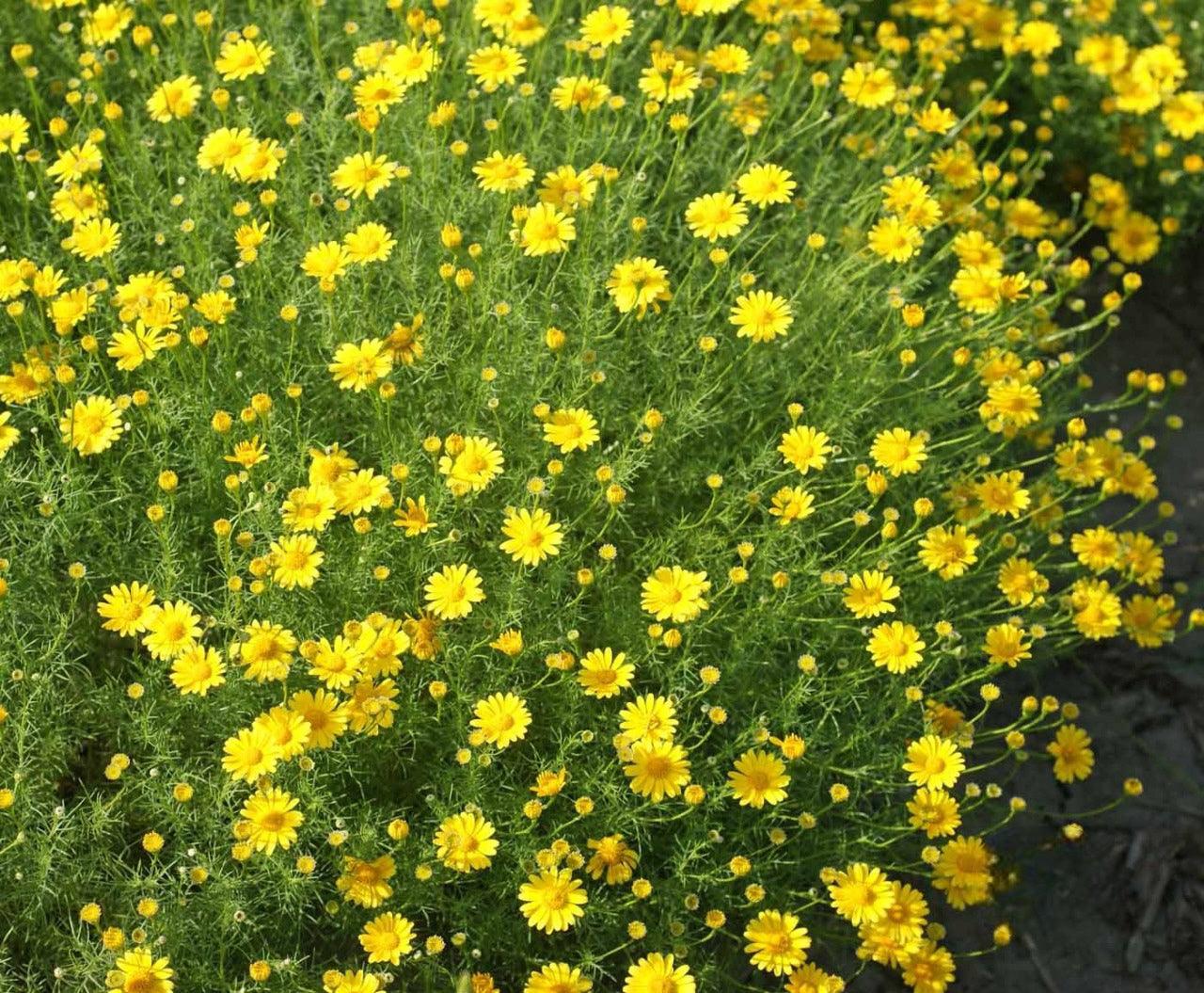 Fragrant Wildflower Mix - Sweet Floral, Carnation, Citrus, Lavender, Lemon and Sweet Perfume Scents - Cheap Seeds, LLC