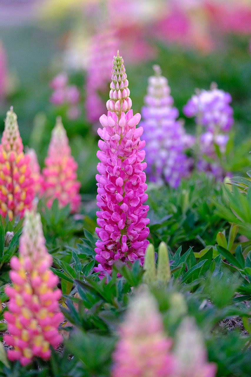 Fragrant Wildflower Mix - Sweet Floral, Carnation, Citrus, Lavender, Lemon and Sweet Perfume Scents - Cheap Seeds, LLC