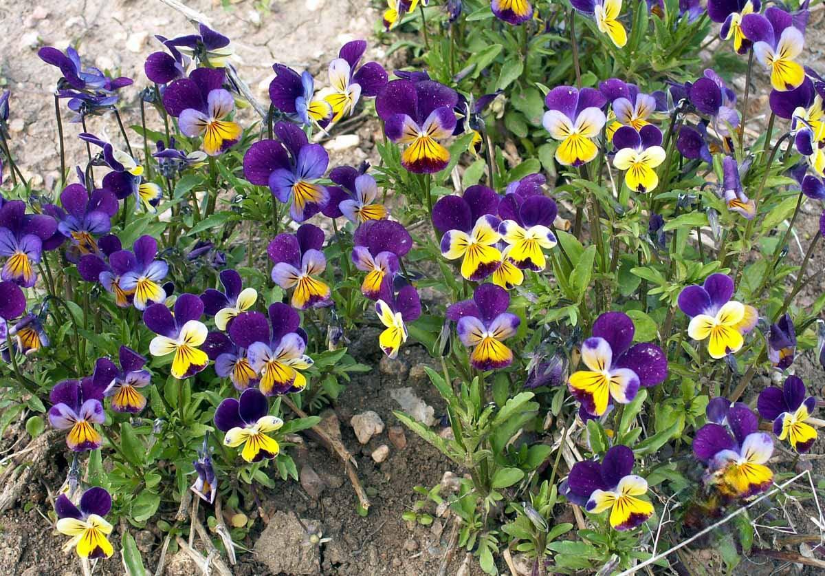 Fragrant Wildflower Mix - Sweet Floral, Carnation, Citrus, Lavender, Lemon and Sweet Perfume Scents - Cheap Seeds, LLC