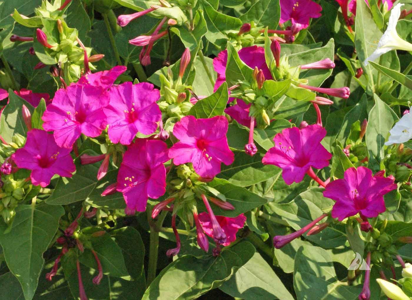 Fragrant Wildflower Mix - Sweet Floral, Carnation, Citrus, Lavender, Lemon and Sweet Perfume Scents - Cheap Seeds, LLC