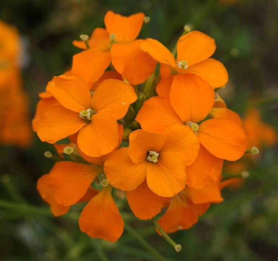 Fragrant Wildflower Mix - Sweet Floral, Carnation, Citrus, Lavender, Lemon and Sweet Perfume Scents - Cheap Seeds, LLC