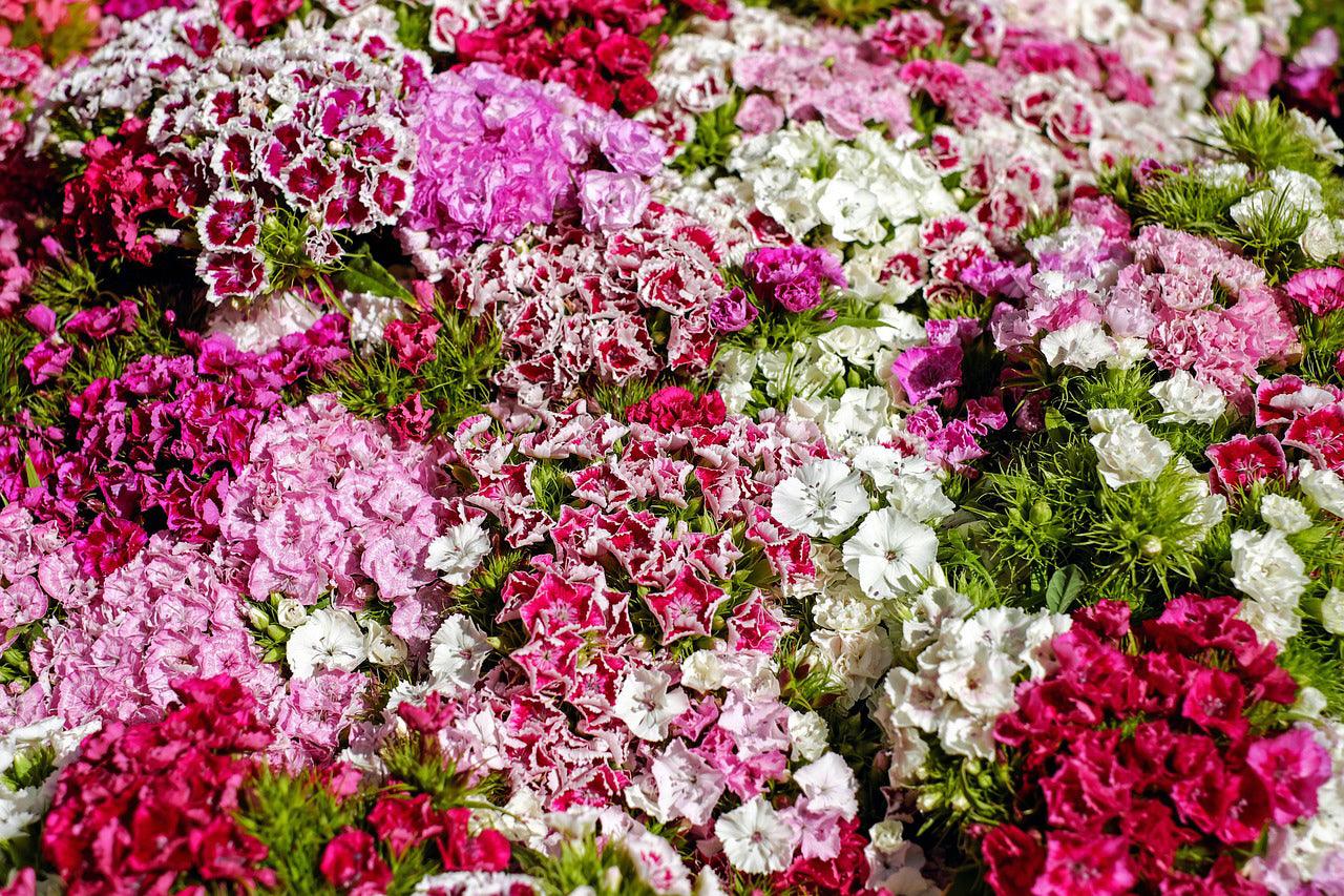 Fragrant Wildflower Mix - Sweet Floral, Carnation, Citrus, Lavender, Lemon and Sweet Perfume Scents - Cheap Seeds, LLC