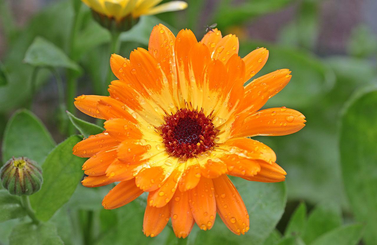 Fragrant Wildflower Mix - Sweet Floral, Carnation, Citrus, Lavender, Lemon and Sweet Perfume Scents - Cheap Seeds, LLC