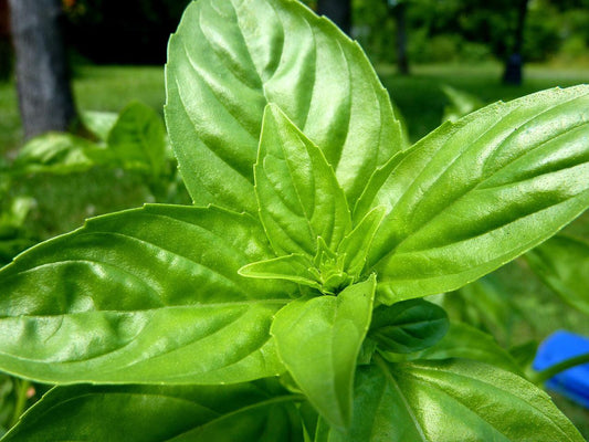 Genovese Basil - Cheap Seeds, LLC