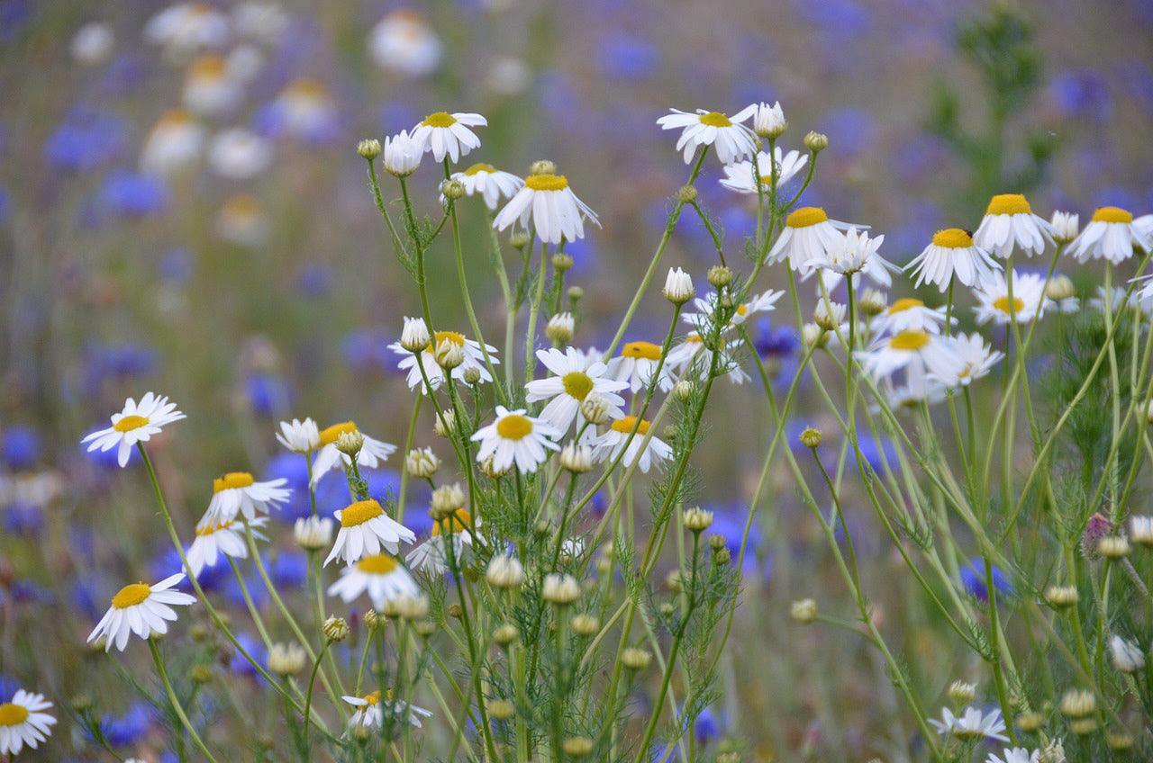 German Chamomile - Cheap Seeds, LLC