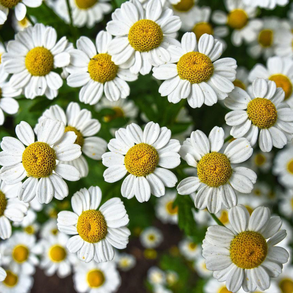 German Chamomile (Matricaria chamomilla) flowers blooming in the garden, featuring delicate white petals and golden-yellow centers, grown for herbal tea.
