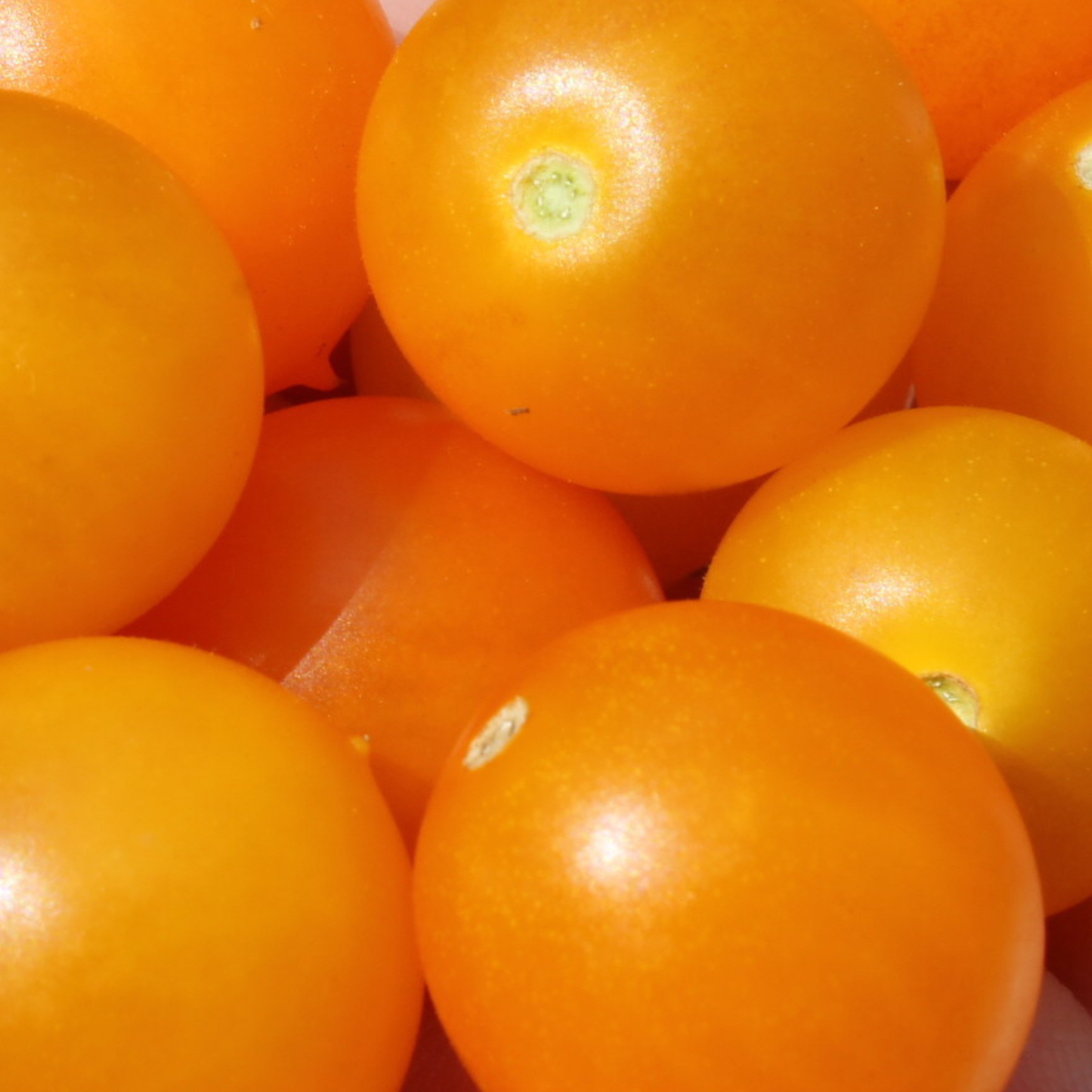 Close-up of ripe Gold Pearl micro dwarf golden-yellow cherry tomatoes