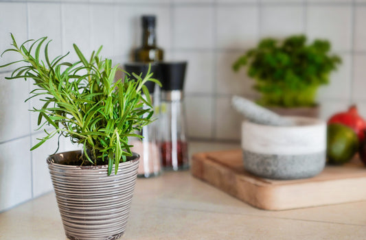 Culinary Herb Seed Collection