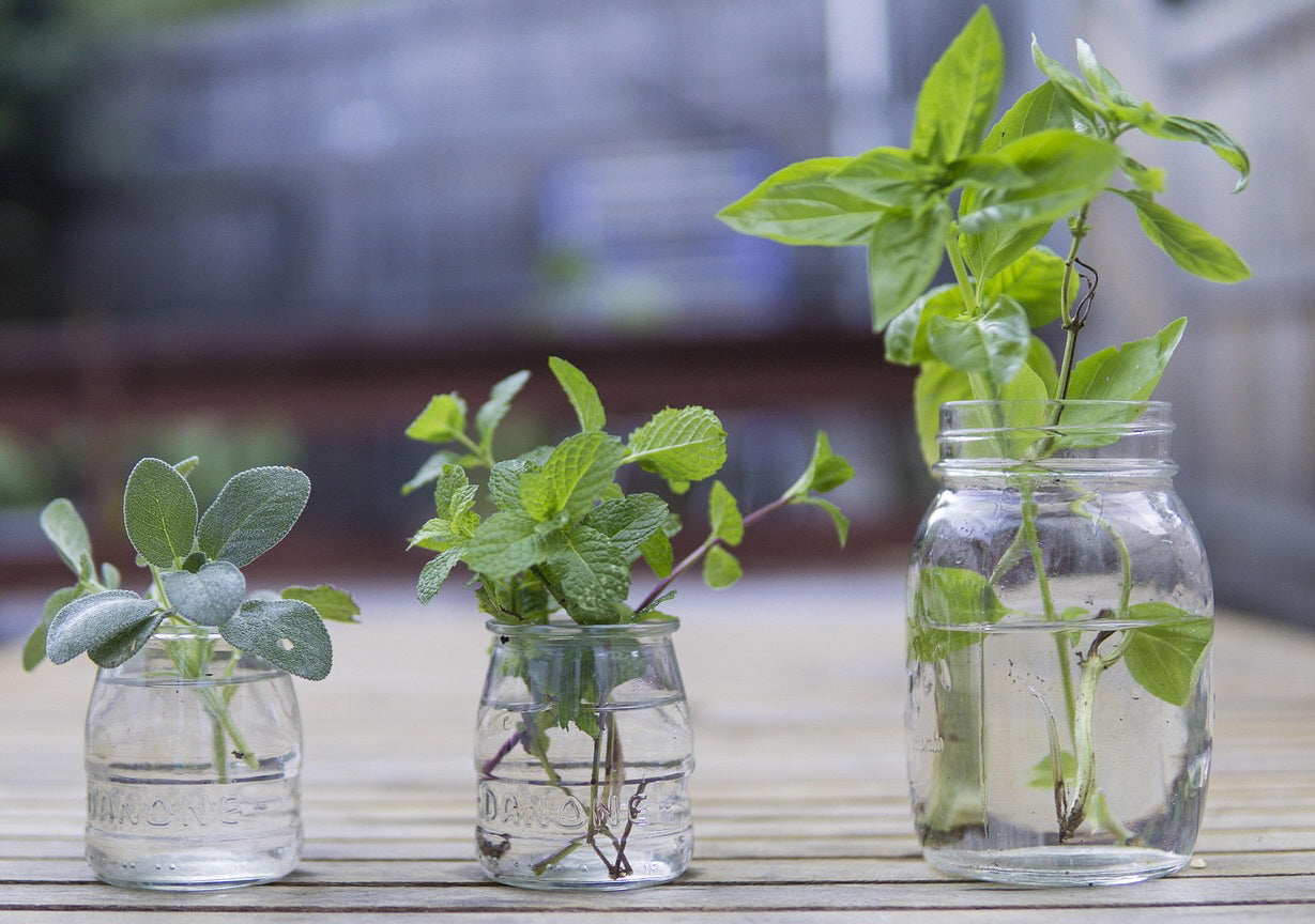 Regrowing Kitchen Scraps Guide (PDF Download) I Grow Herbs & Veggies from Food You Already Have