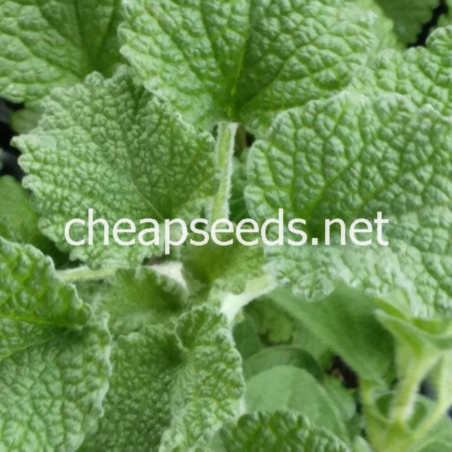 close up of horehound plant leaves in the garden