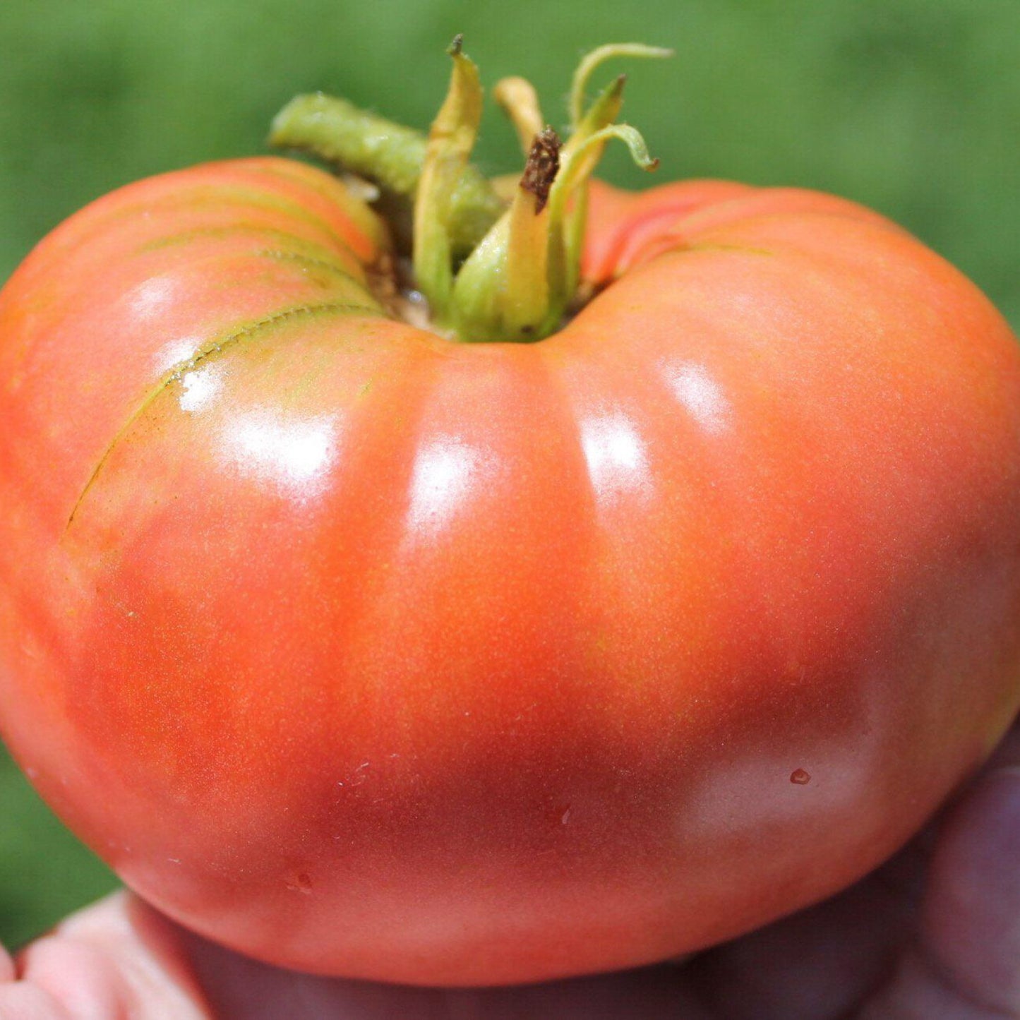 Jerry's German Pink Tomato