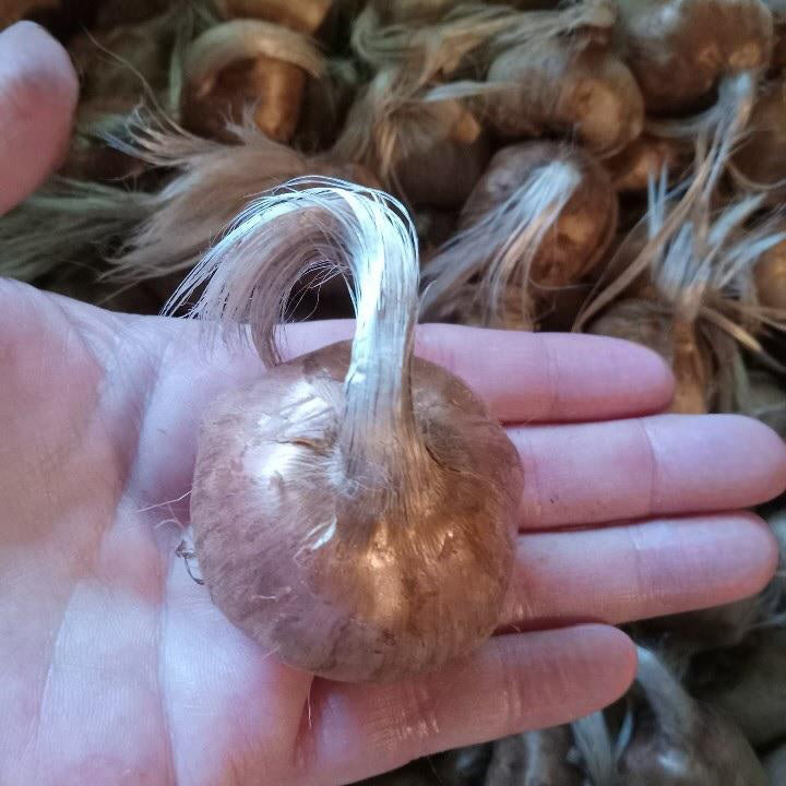 Jumbo saffron bulb held in hand showing its large size and healthy quality.