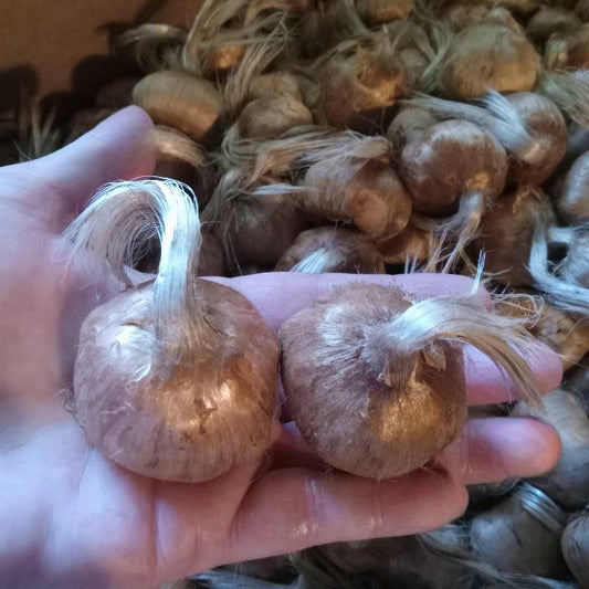 Two jumbo saffron bulbs held in hand showing large size and healthy quality