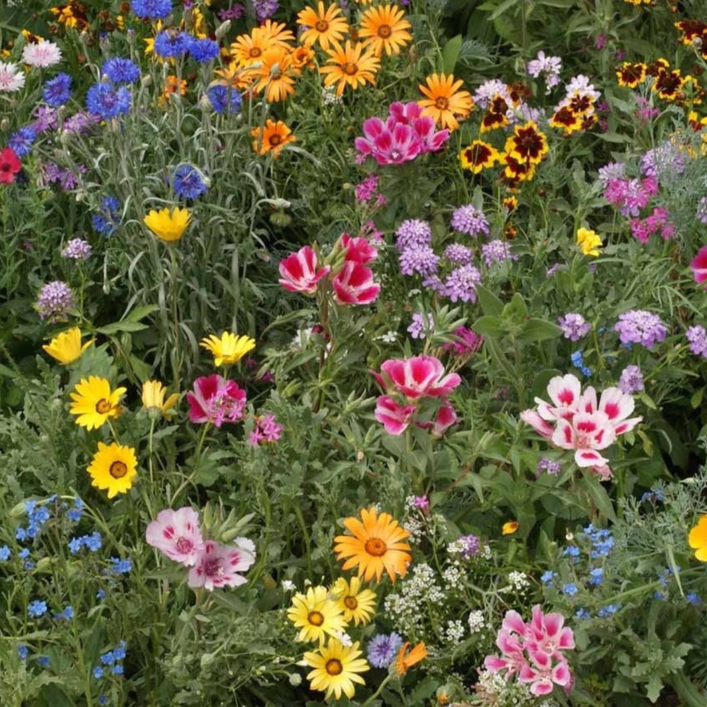 A vibrant garden bed filled with a variety of colorful wildflowers from the Knee High Wildflower Mix, growing to knee-high height.