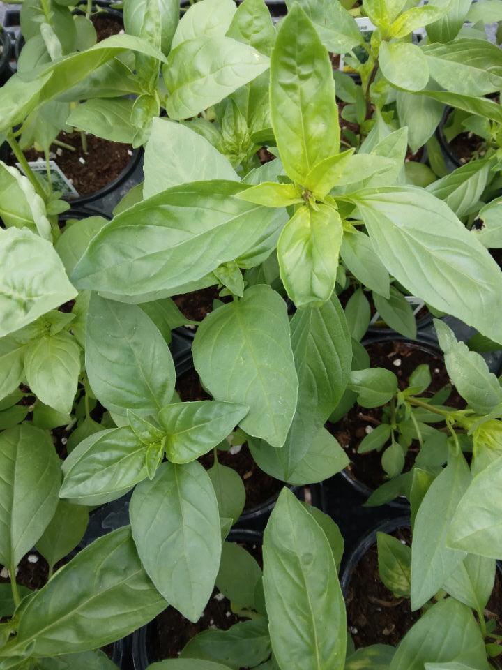 Large Leaf Italian Basil - Cheap Seeds, LLC