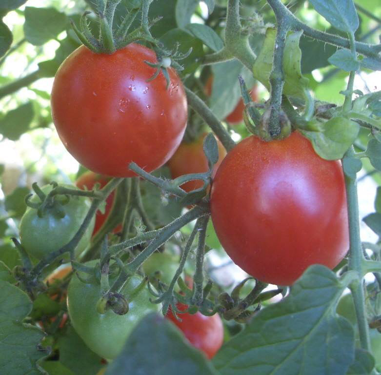 Large Red Cherry tomatoes growing on the vine with ripe, bright red fruits and green unripe tomatoes, a popular heirloom variety for home vegetable gardens.