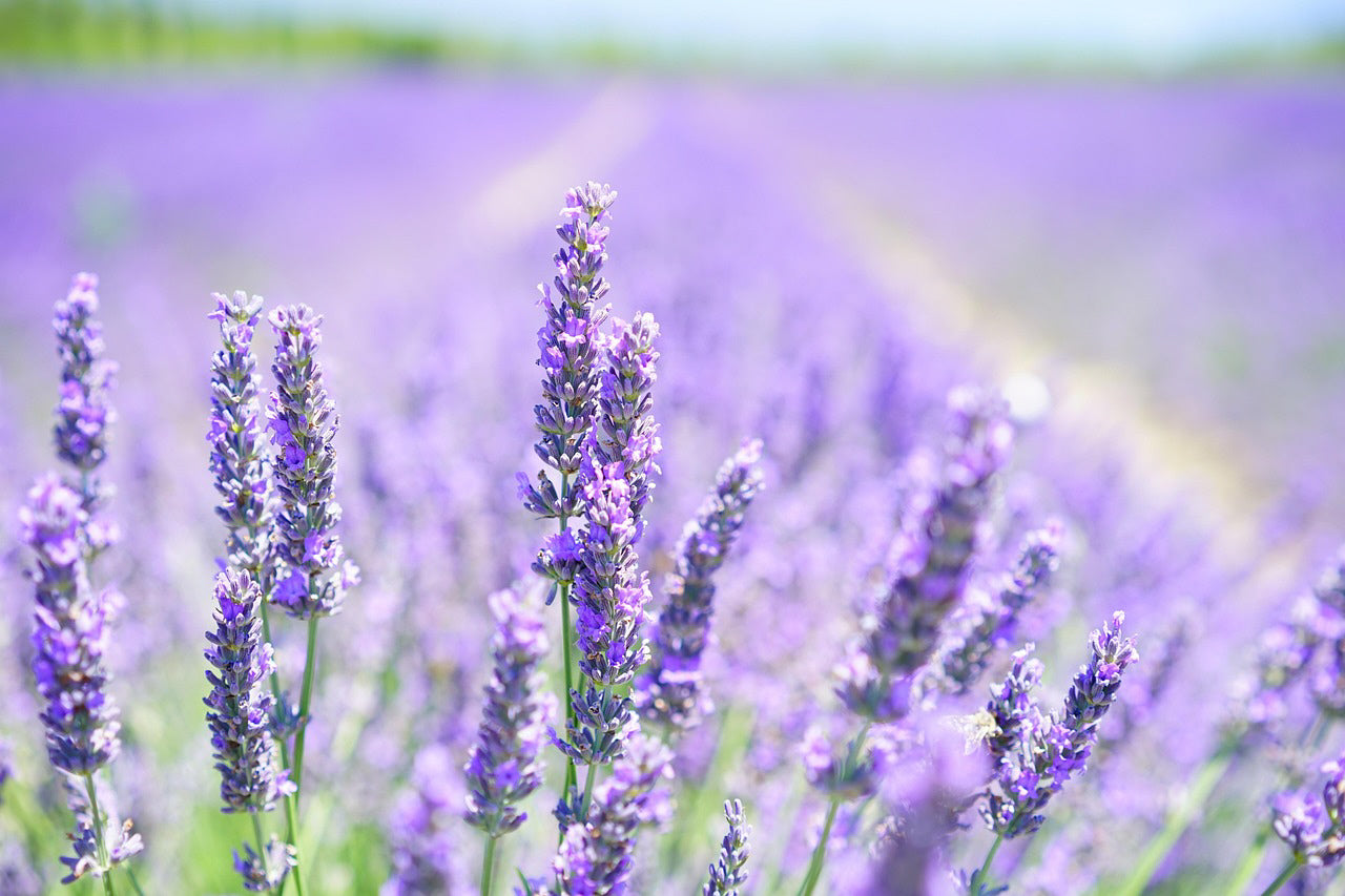 True Lavender