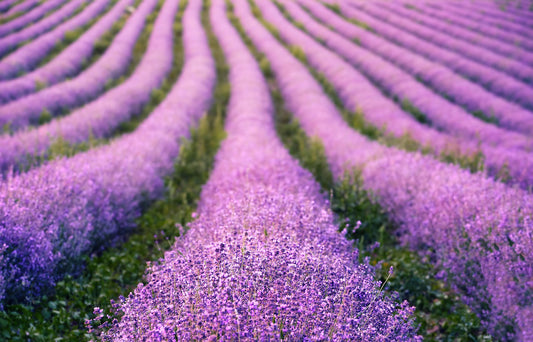 True Lavender