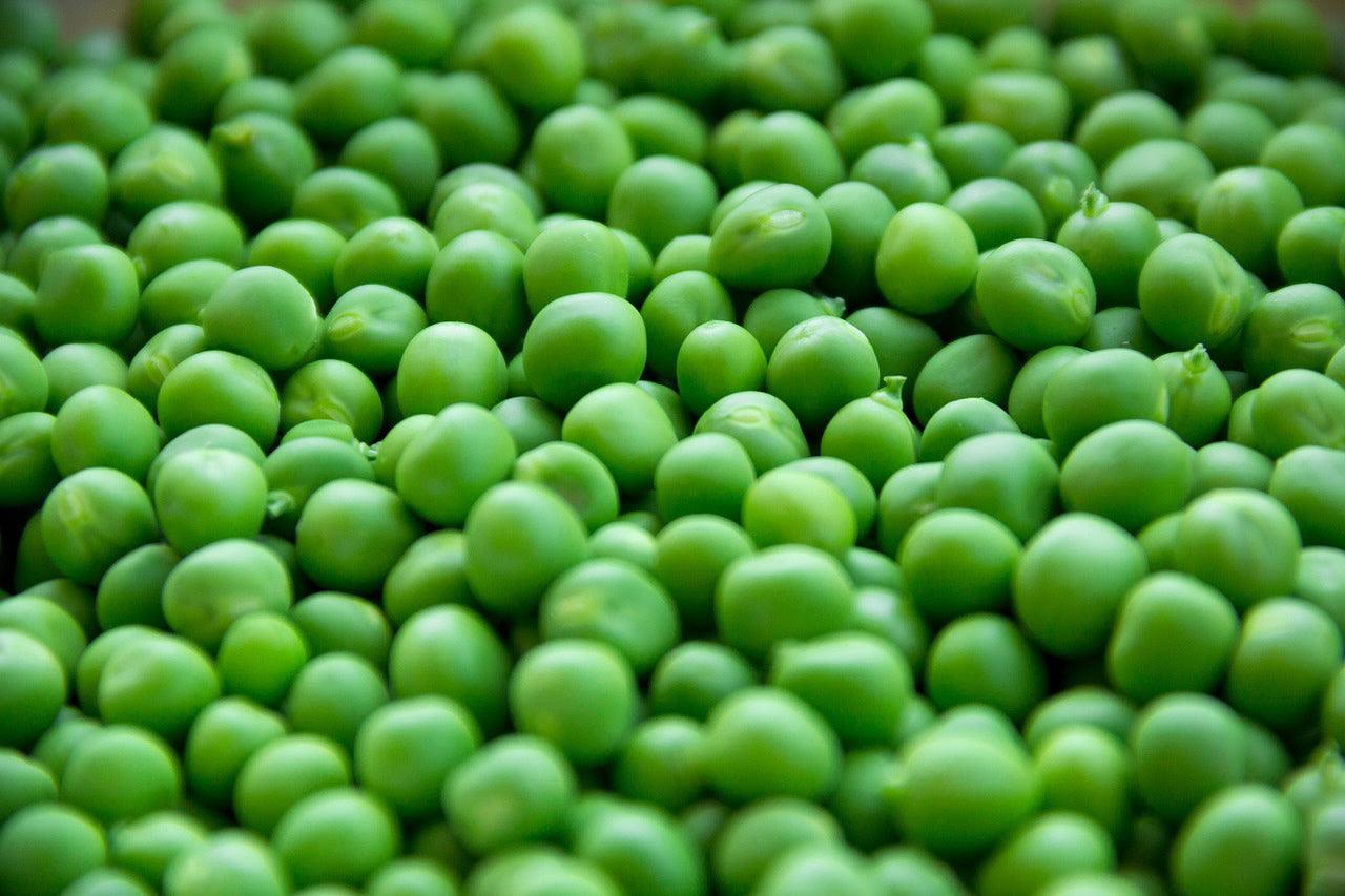 Laxton Progress Pea - Cheap Seeds, LLC