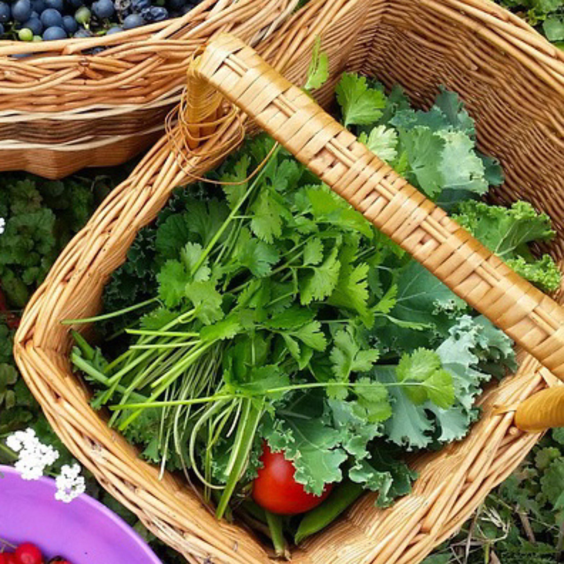 Freshly harvested Leisure Cilantro leaves in a basket, ready for cooking and garnish