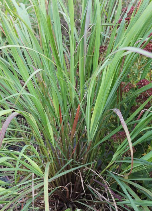 Lemongrass - Cheap Seeds, LLC