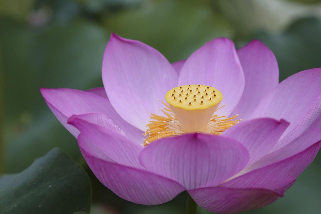 Lotus