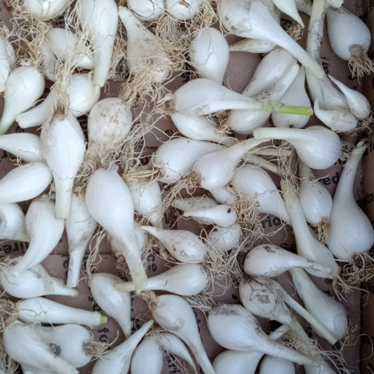 Bunch of freshly harvested Louisiana Evergreen shallots with white bulbs and green tops – mild, sweet perennial shallots from Cheap Seeds LLC