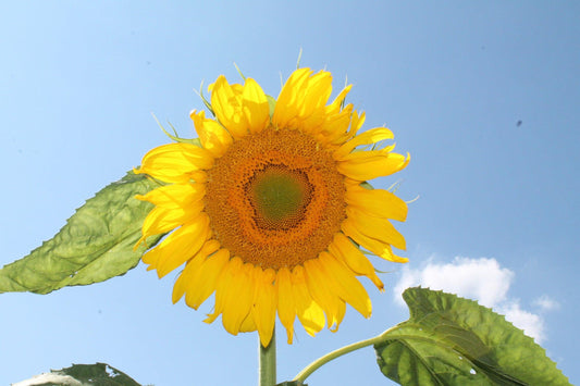 Mammoth Grey Stripe Sunflower - Cheap Seeds, LLC