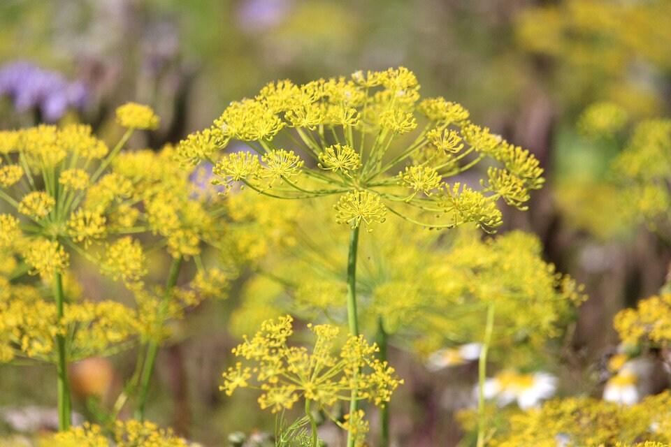 Mammoth Long Island Dill - Cheap Seeds, LLC