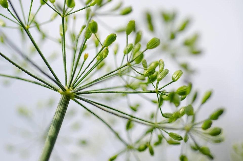 Mammoth Long Island Dill - Cheap Seeds, LLC