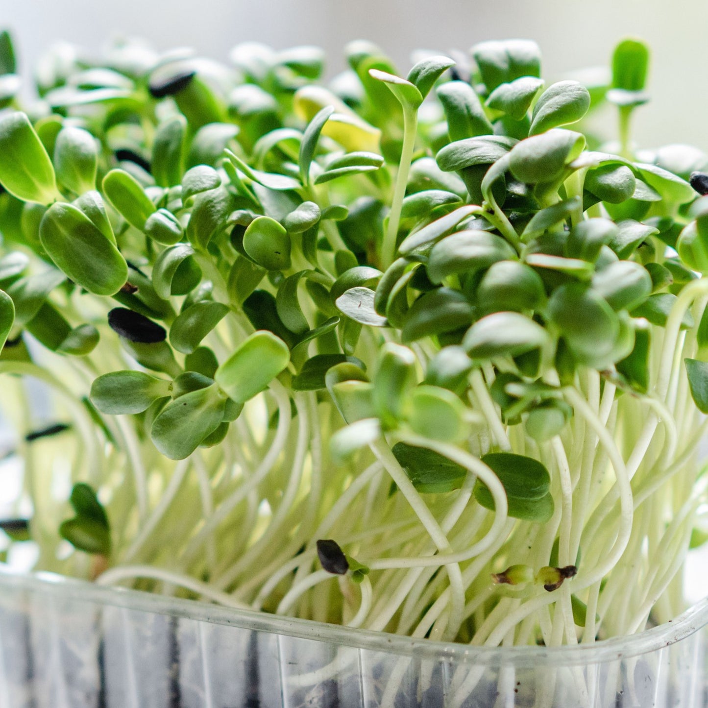 Microgreen Grower Seeds – Sold by the Ounce