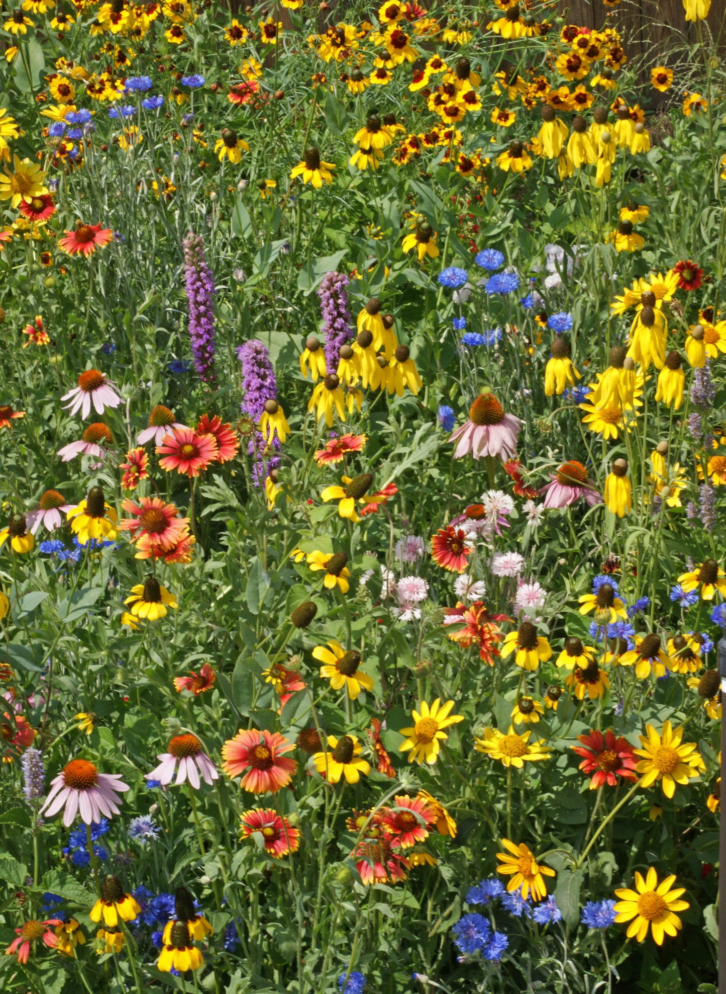 Midwest Flower Seed Mix