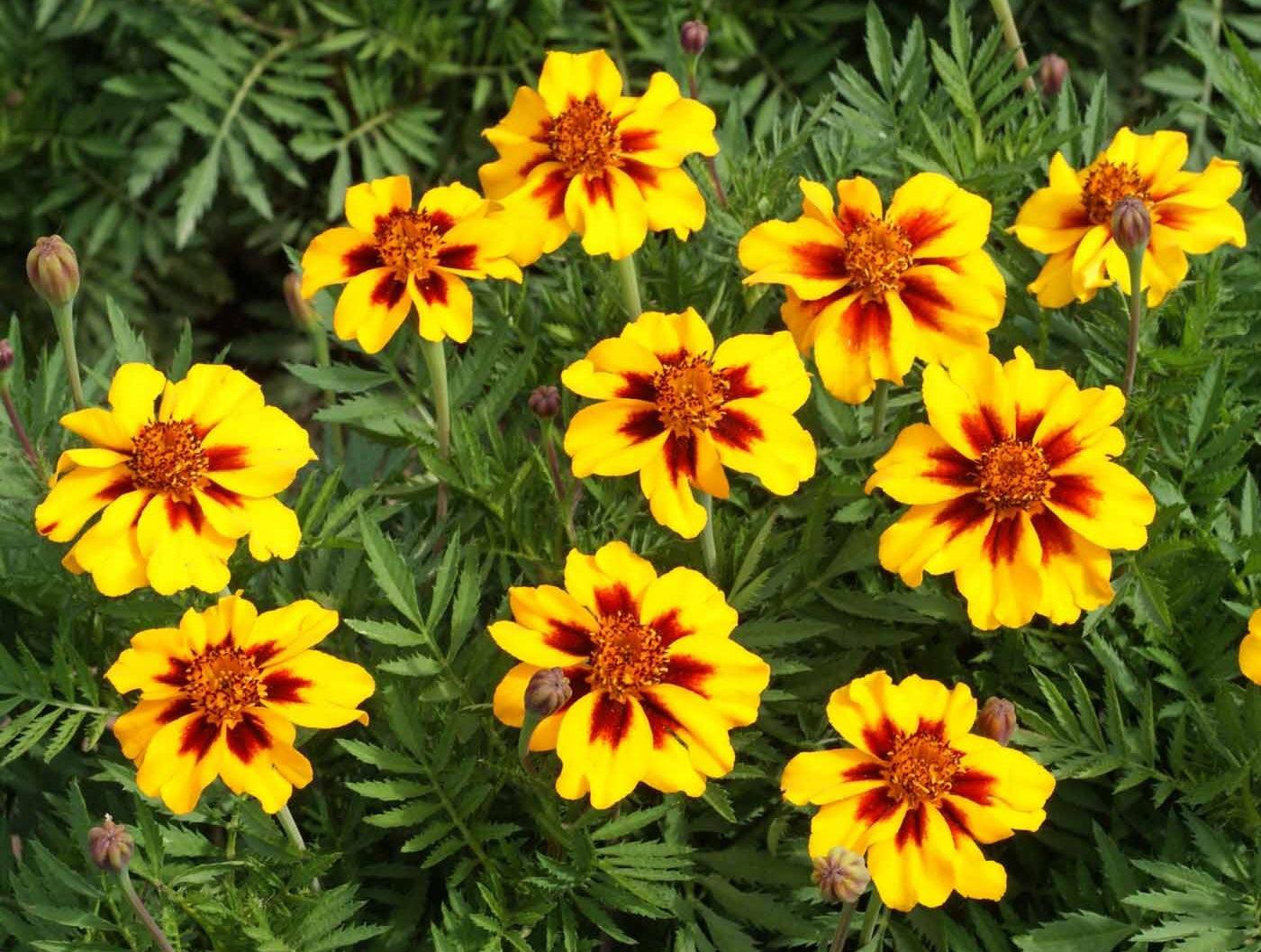 Monarch Butterfly Garden Seed Mixture - Cheap Seeds, LLC