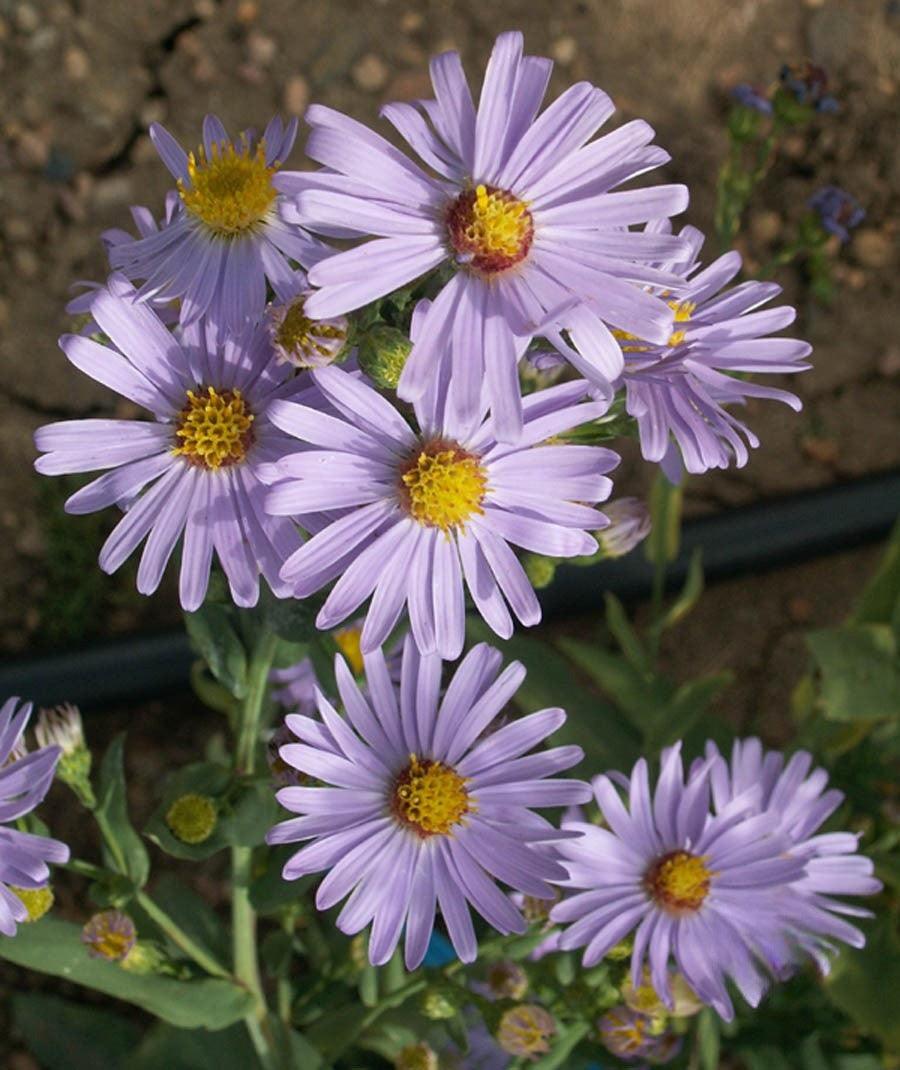 Monarch Butterfly Garden Seed Mixture - Cheap Seeds, LLC