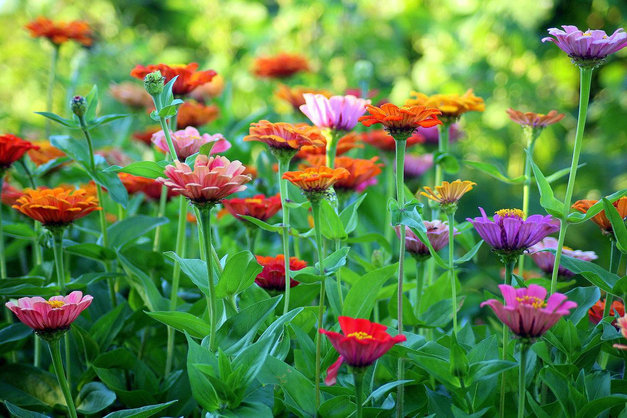 Monarch Butterfly Garden Seed Mixture - Cheap Seeds, LLC
