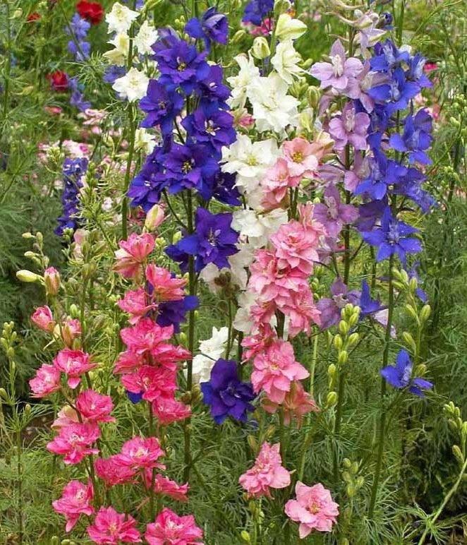 Monarch Butterfly Garden Seed Mixture - Cheap Seeds, LLC
