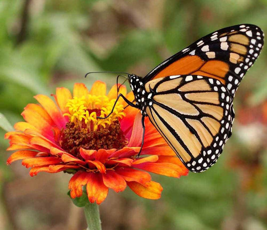 Monarch Butterfly Garden Seed Mixture - Cheap Seeds, LLC