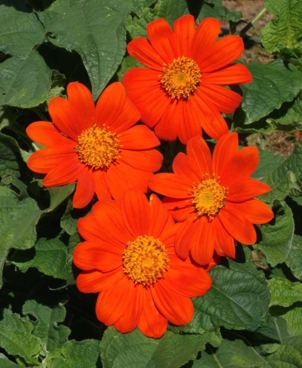 Monarch Butterfly Garden Seed Mixture - Cheap Seeds, LLC