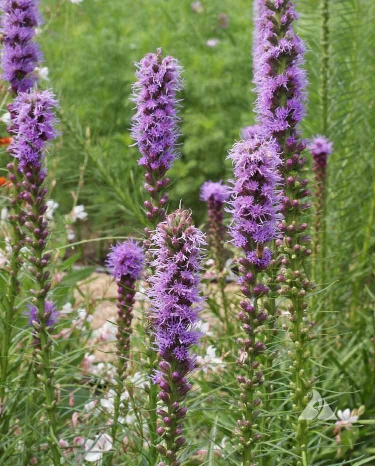 Monarch Butterfly Garden Seed Mixture - Cheap Seeds, LLC