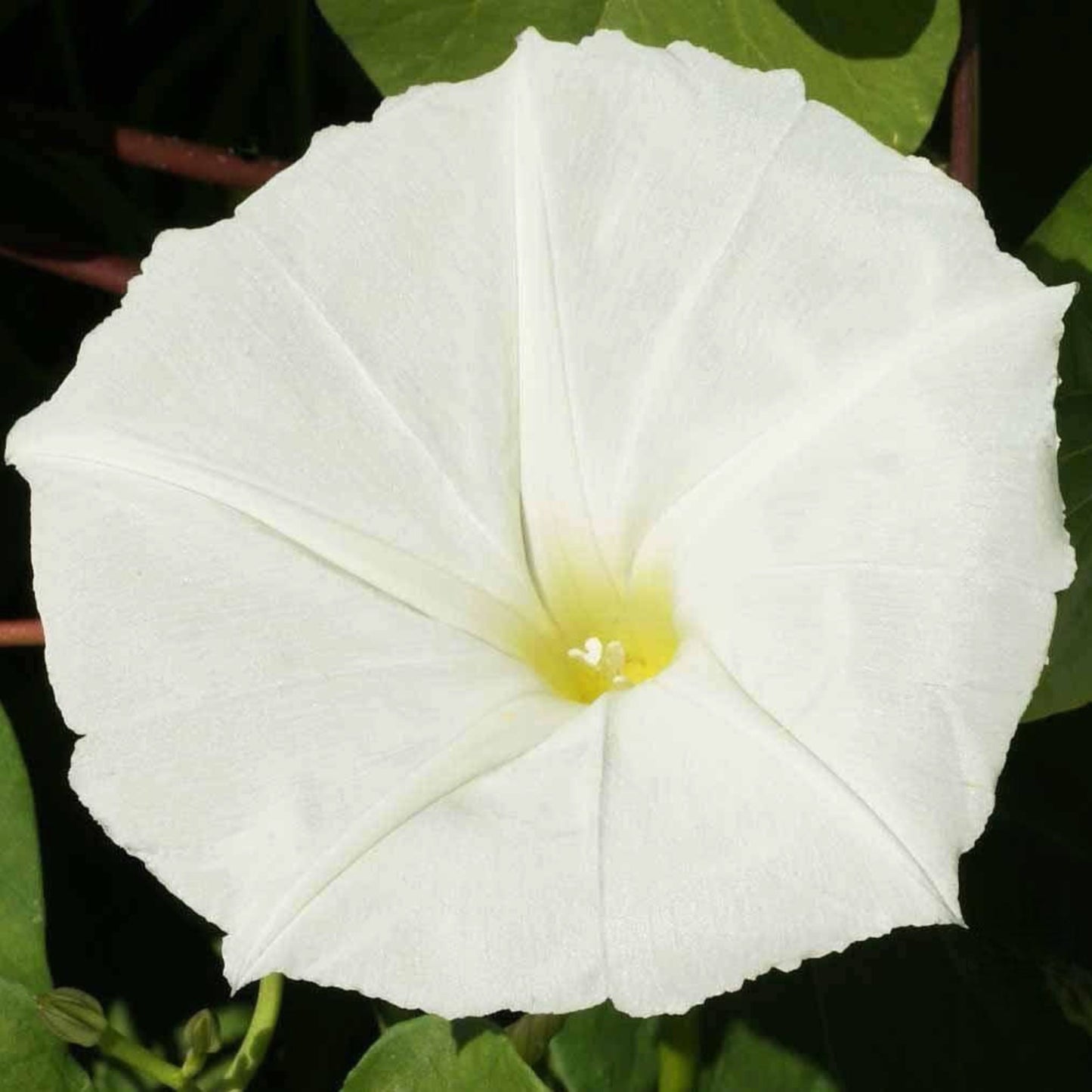 Moonflower