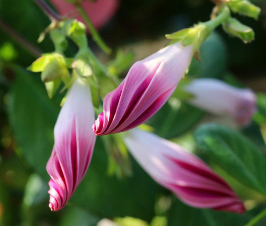 Morning Glory Tall Mix - Cheap Seeds, LLC